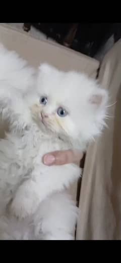 white Persian kittens