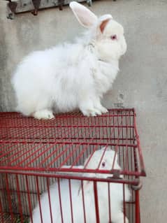 Fancy rabbit breeder pair