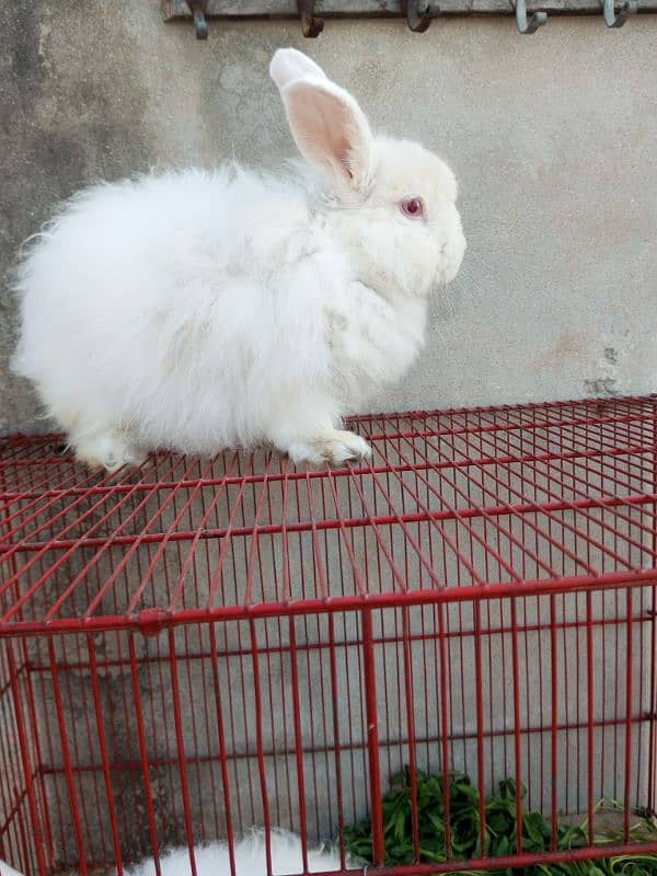 Fancy rabbit breeder pair 1