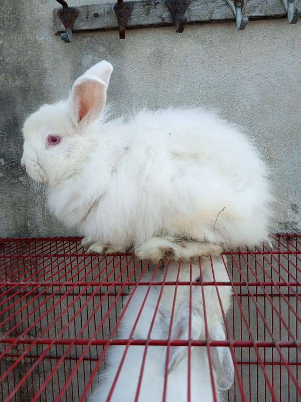 Fancy rabbit breeder pair 2