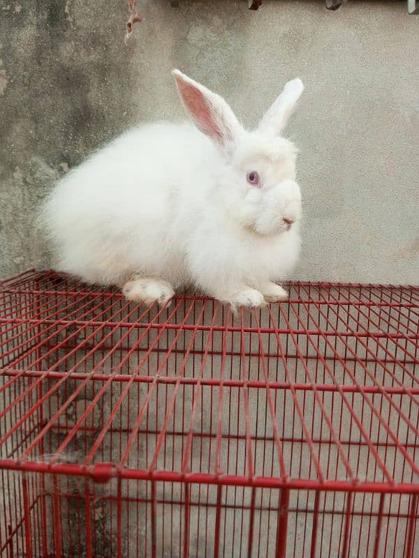 Fancy rabbit breeder pair 3