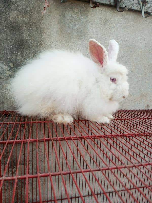 Fancy rabbit breeder pair 4