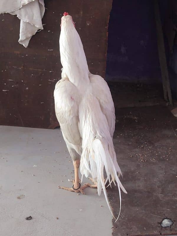 white Heera aseel kandhari cross murgha 6