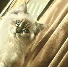 Himalayan Persian kitten | female | available for sale