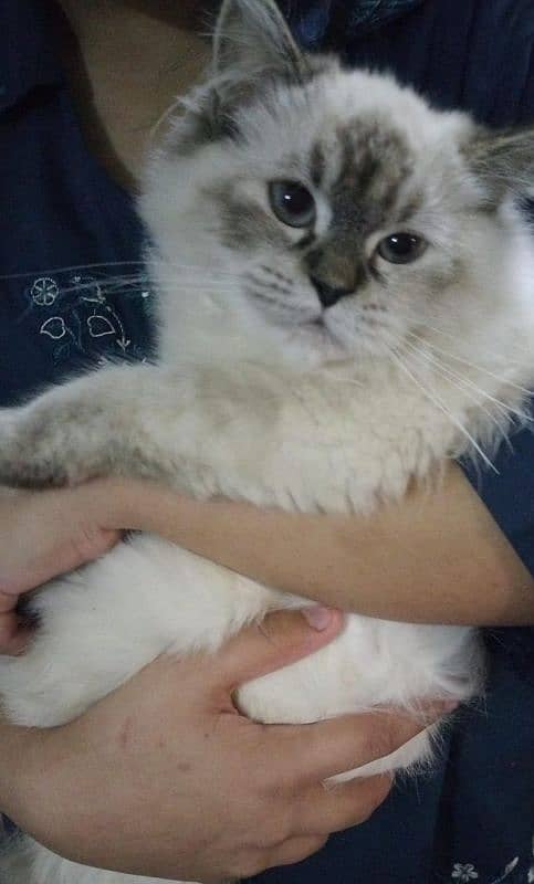 Himalayan Persian kitten | female | available for sale 4