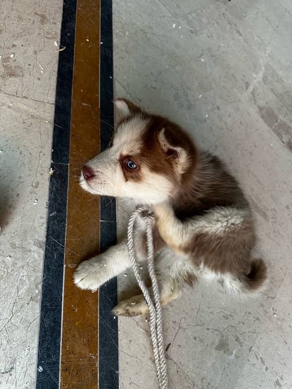 Siberian Husky female puppy available for sale 1