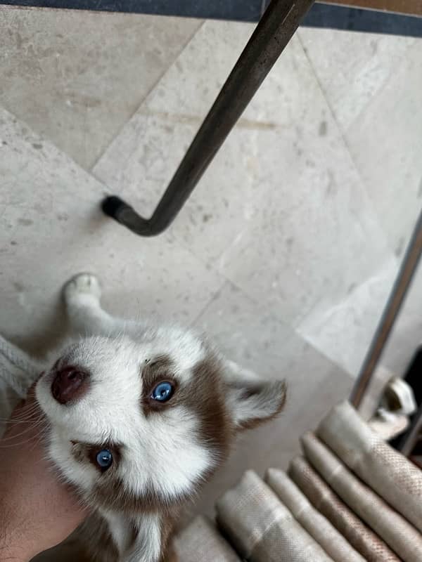 Siberian Husky female puppy available for sale 2