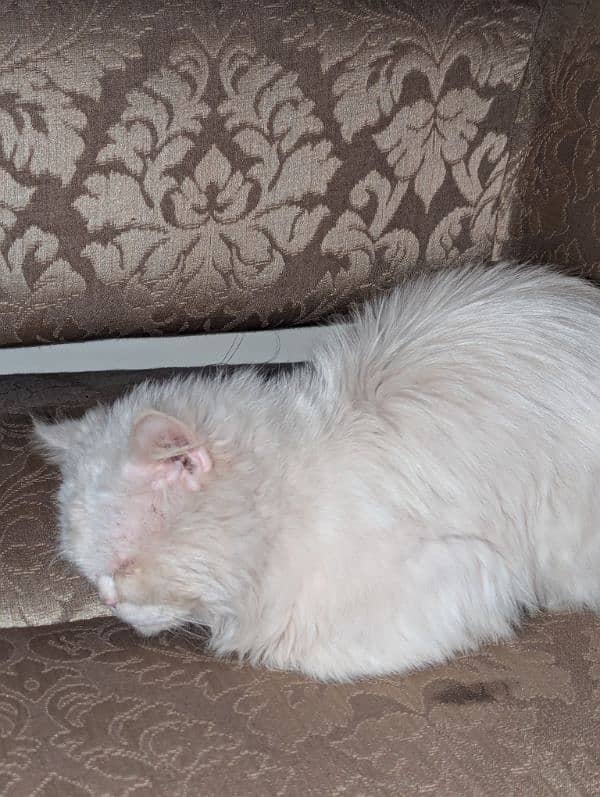 white Persian male cate | double coat 0