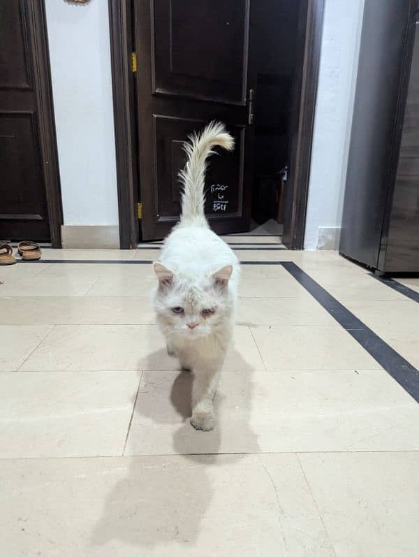 white Persian male cate | double coat 1