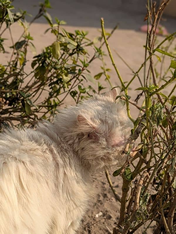 white Persian male cate | double coat 3