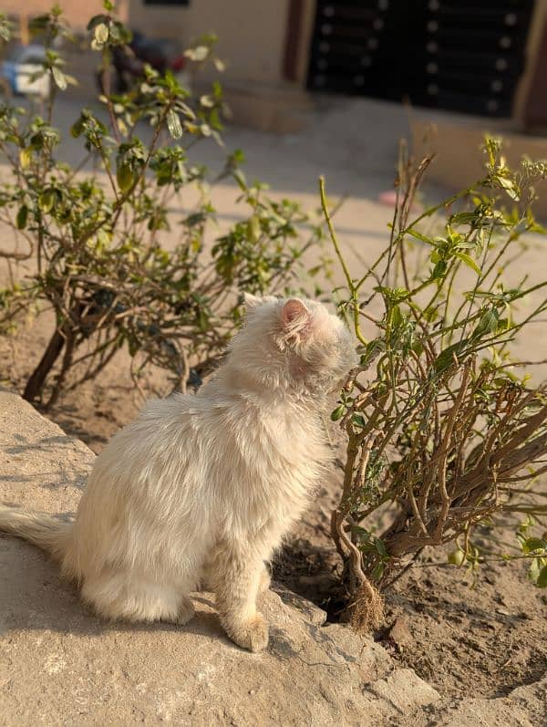 white Persian male cate | double coat 4