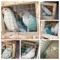 love bird breeder pair available