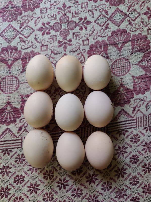 King Size Shamoo Breed Eggs 1