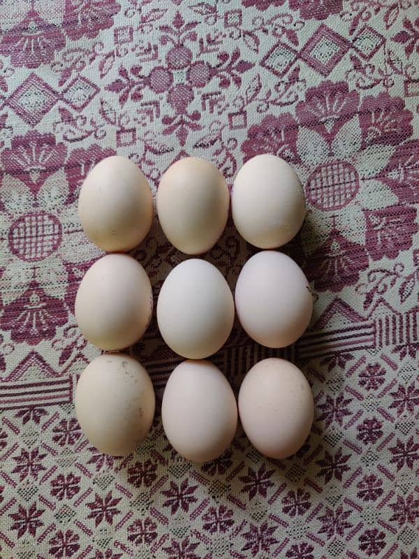 King Size Shamoo Breed Eggs 4