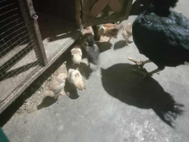 Aseel hen mianwali and his chicks 03328603153 3