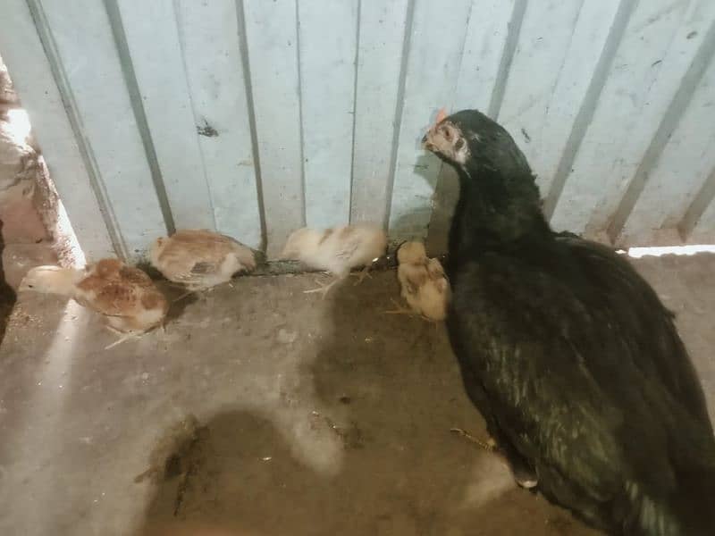 Aseel hen mianwali and his chicks 03328603153 6