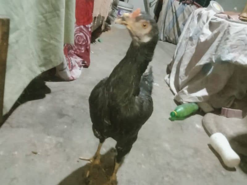 Aseel hen mianwali and his chicks 03328603153 8