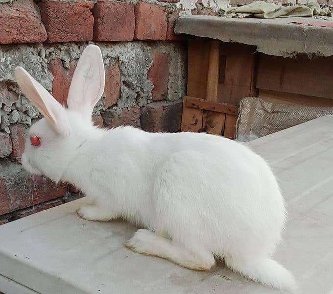 red eyes rabbit babies 1