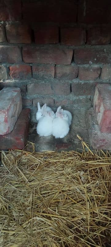 red eyes rabbit babies 2