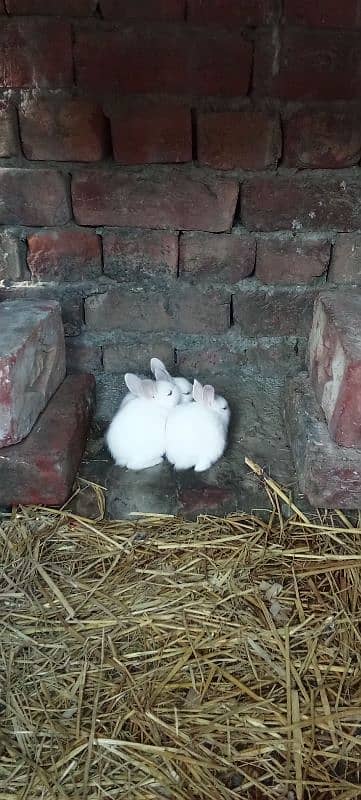 red eyes rabbit babies 3