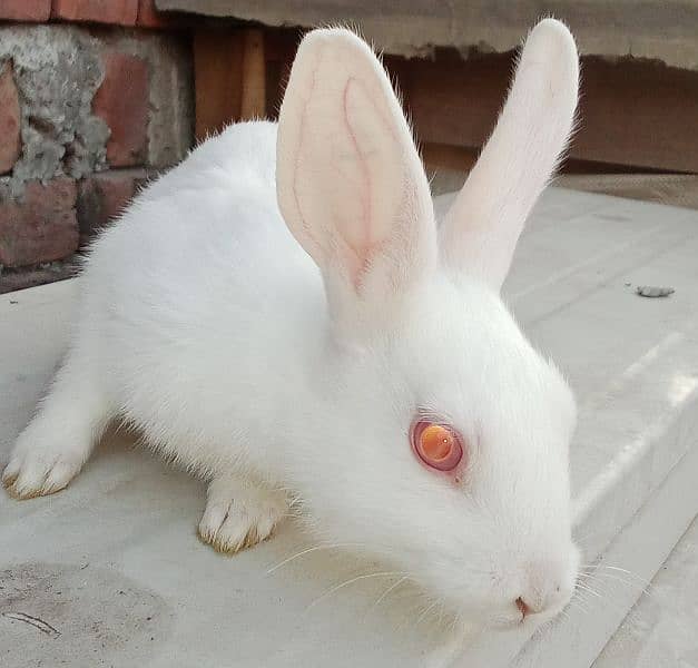 red eyes rabbit babies 4