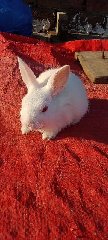 red eyes rabbit babies 5