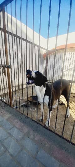 bully dog argent sell