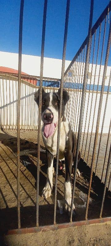 bully dog argent sell 1