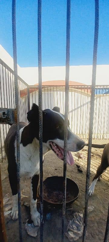 bully dog argent sell 2