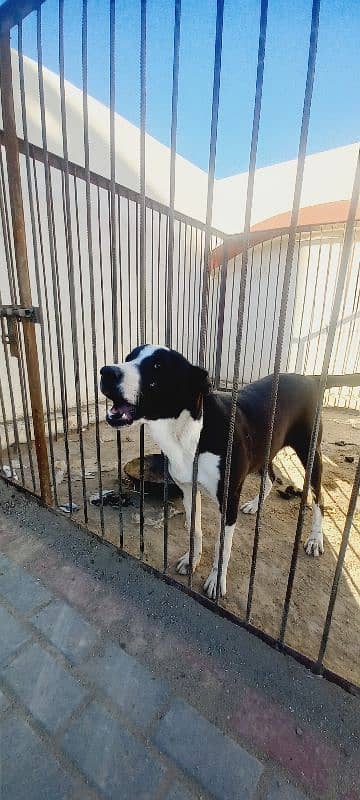 bully dog argent sell 5