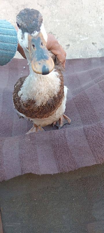 2 female ducks for sale. 4