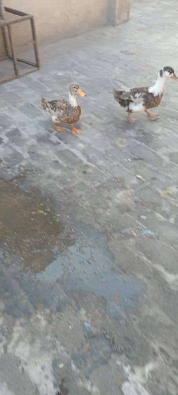 2 female ducks for sale. 8