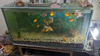 Golden and Silver Fishes