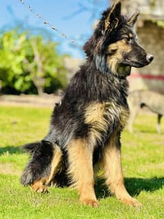 German shepherd