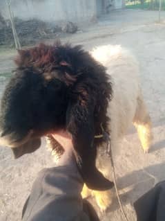 chatra Mundra Male sheep