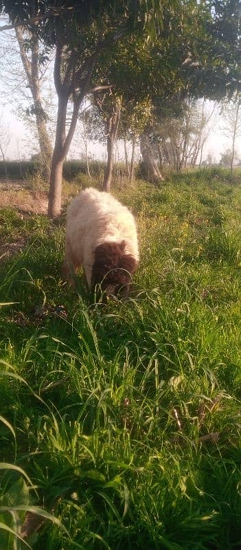 chatra Mundra Male sheep 2