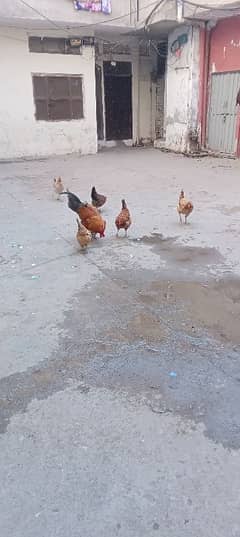 egg ling hen for sale