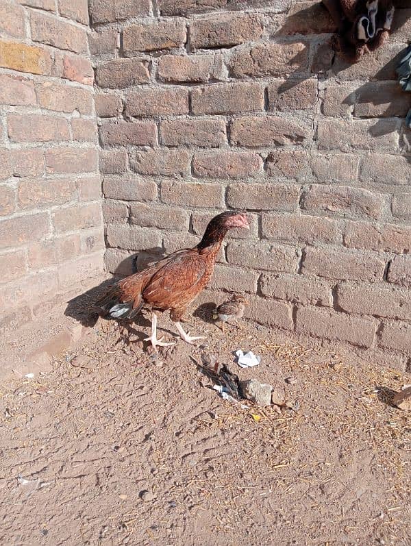 Aseel Murgi with chicks /Aseel Murgi/ Murgi for sale 4