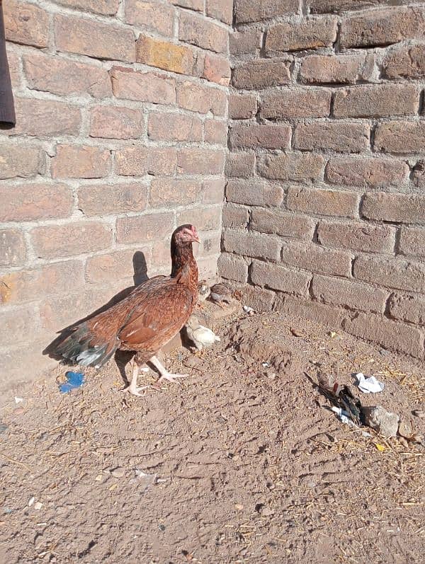 Aseel Murgi with chicks /Aseel Murgi/ Murgi for sale 2