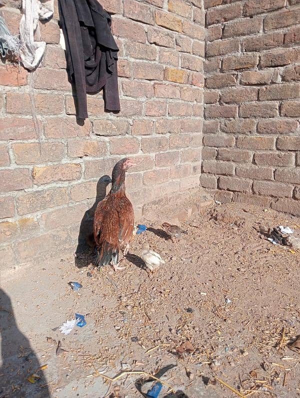 Aseel Murgi with chicks /Aseel Murgi/ Murgi for sale 3