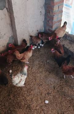 Egg laying desi murgi 200 piece healthy active