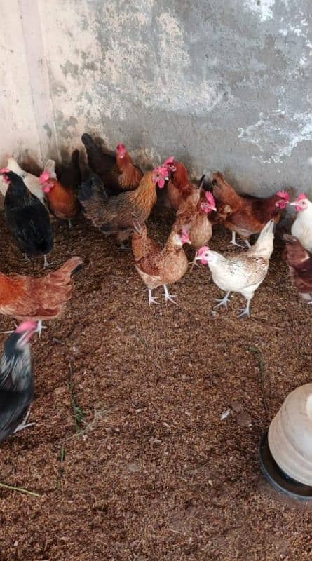 Egg laying desi murgi 200 piece healthy active 2