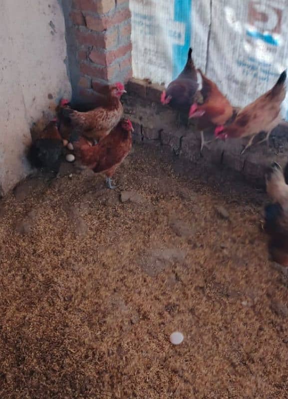 Egg laying desi murgi 200 piece healthy active 3