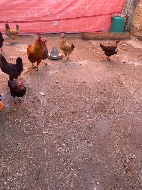 golden misri hen for sale. egg laying 1