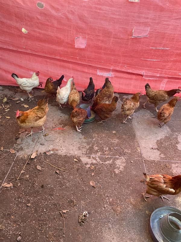 golden misri hen for sale. egg laying 4