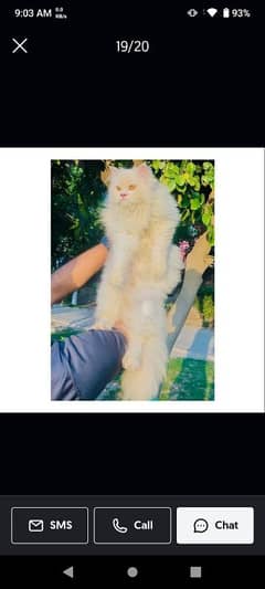 Persian cat female White age 1.7