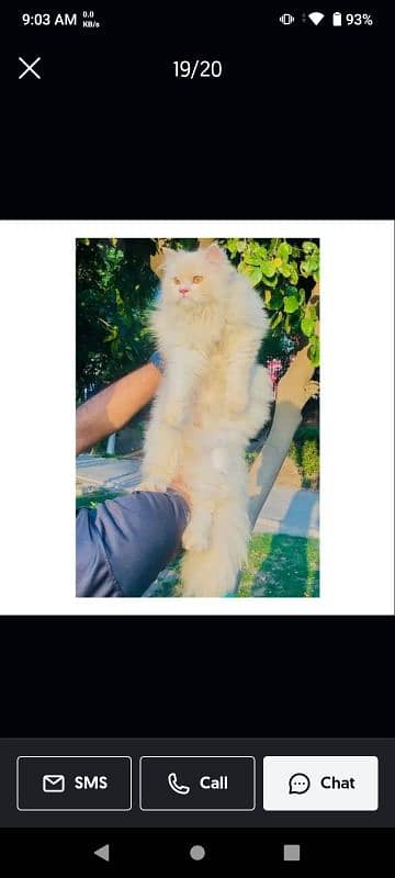 Persian cat female White age 1.7 0