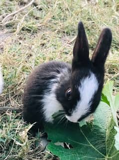 Baby Rabbits for sale