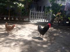 Pair of Australorp and lehmon-brown