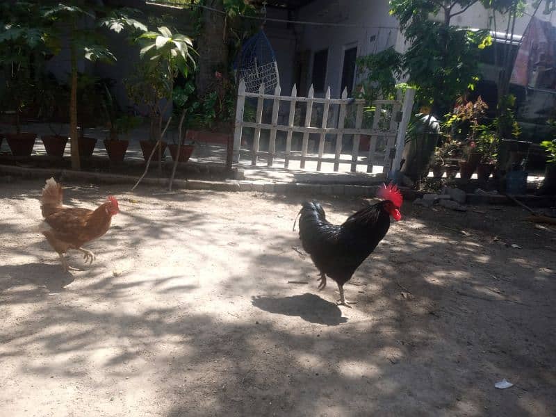 Pair of Australorp and lehmon-brown 0